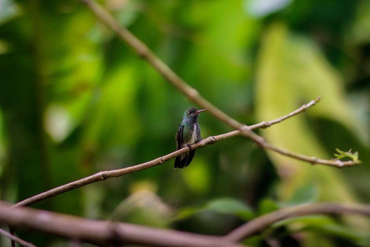 Couleur Locale Paramaribo Kültér fotó